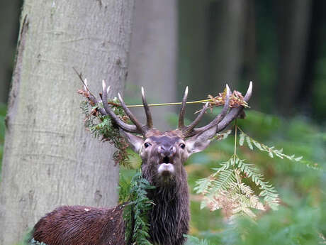 La boucle de bois nègre à Ajat