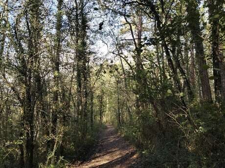 Parcours trail Le Bugue n°2