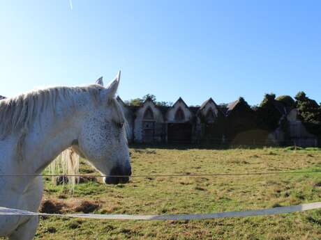 Sur les pas d'Innocent VI