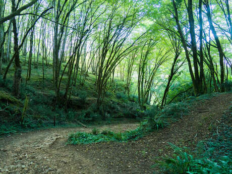 Parcours Trail Le Bugue n°1